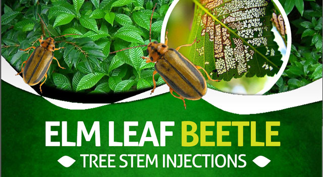 Elm Leaf Beetle Treatments